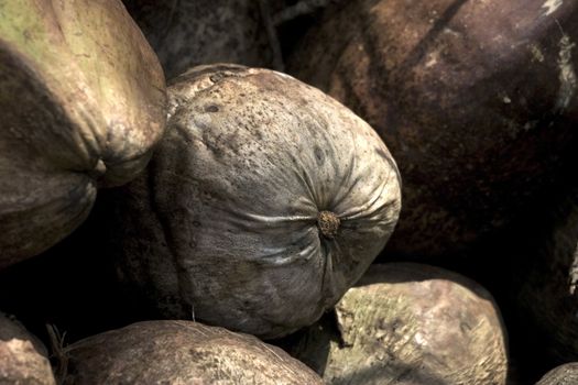 Several tropical huge nuts