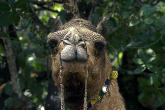 Camel closely