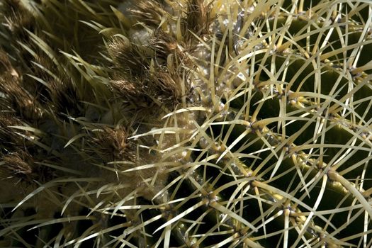 Large mexican cactus closely