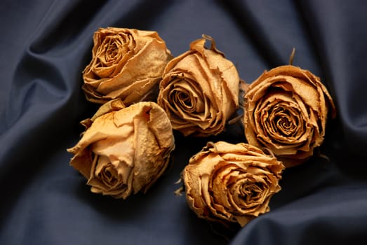 The withering roses lying in loneliness, fabric surface, white background