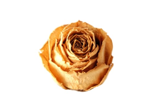 The withering roses lying in loneliness, fabric surface, white background