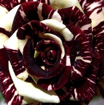 Charming unusual rose shooted like a postcard
