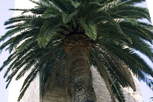 Large tropical palm near the tower