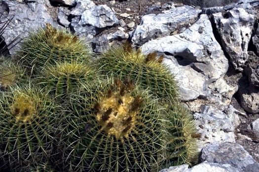 Mexican cactuses growing on the stones