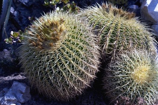 Group of mexican cactuses growing on the stones