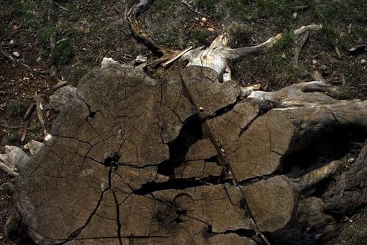 Very old stump with many cracks and holes