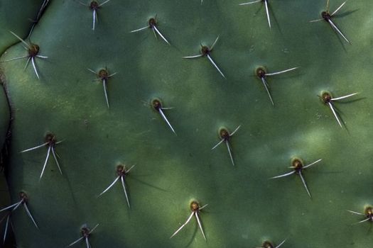 Textured background picture of cactus closely