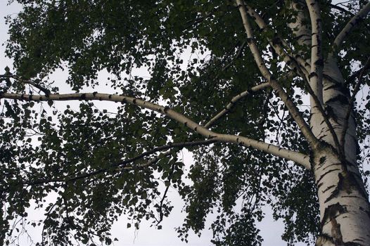 Branchy birch growing in the forest
