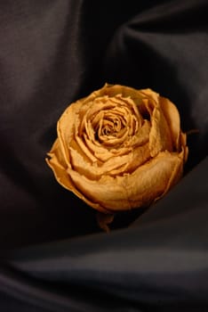 The withering roses lying in loneliness, fabric surface, white background