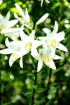 White growing lily in a garden, in warm and a sunny day