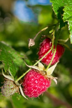 Fresh raspberry in the garden