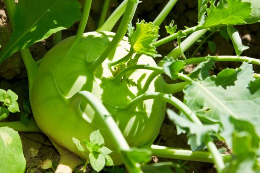 Green kohlrabi outdoors