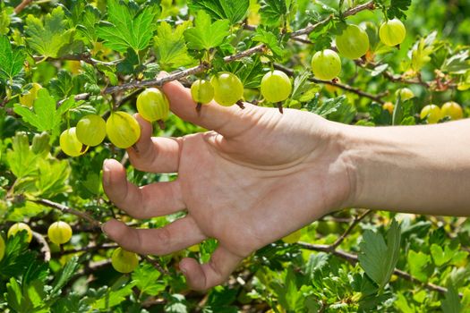 Green gooseberry on branch