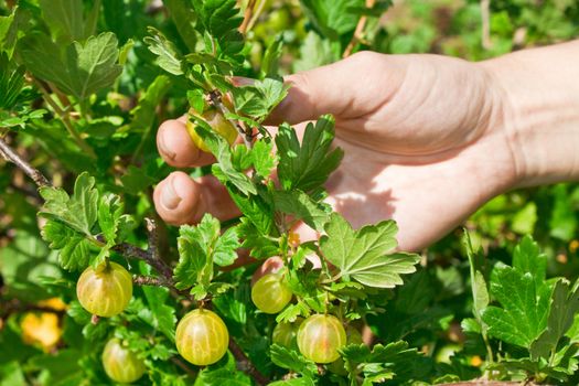 Green gooseberry on branch