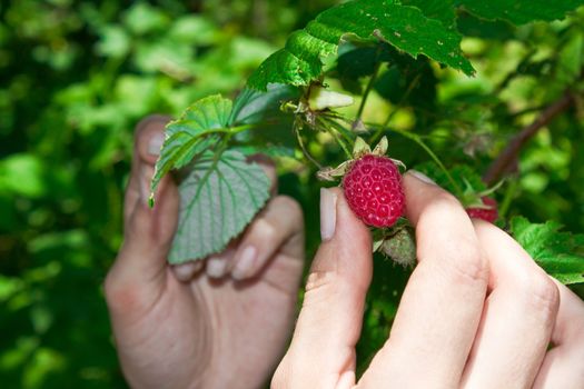 The girl breaks raspberry in the garden