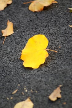 Autumn foliage