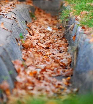 Autumn