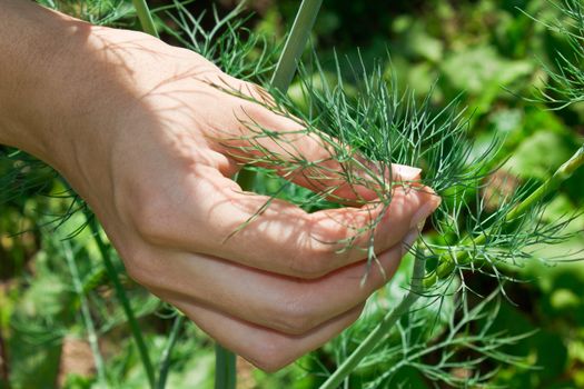 The girl breaks fennel in the garden