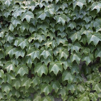 Green foliage leaves useful as a background