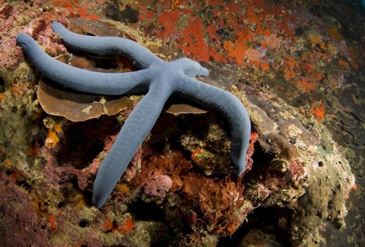 Blue Sea Star (Linckia laevigata) on coral underwater in the Philippines