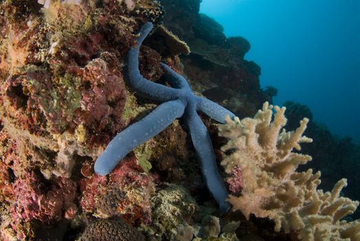 Blue Sea Star (Linckia laevigata) close up on a coral head in the Philippines with the blue water in the background.