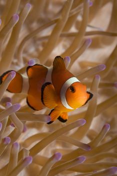 A False Clown Fish (Amphiprion ocellaris) in it's home anemone (Heteractis magnifica) in the oceans of the Philippines.