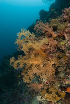 Orange Soft Corals grow off the wall under the ocean in the Philippines.