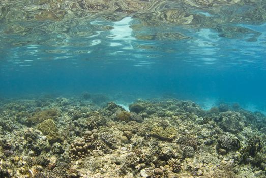 Background image of a shallow coral reef in the philippines; with the ocean floor reflecting off the water's surface.