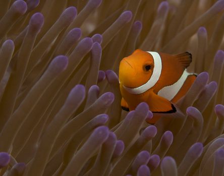 A False Clown Fish (Amphiprion ocellaris) looks quizzically at the photographer from the protection of it's home anemone (Heteractis magnifica)