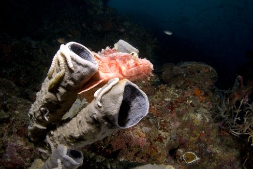 Red Tassled Scorpionfish (Scorpaenopsis oxycephala) hides among gray tube sponges in the ocean off Cebu, Philippines.