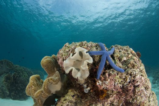 Blue Sea Star (Linckia laevigata) on a coral head underwater with the partly cloudy sky visible above the water's surface.