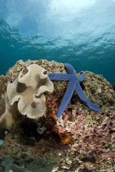 Blue Sea Star (Linckia laevigata) on a coral head underwater with the partly cloudy sky visible above the water's surface.