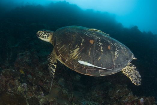 Swimming Green Sea Turtle (Chelonia mydas) with a remora underwater in the South China Sea