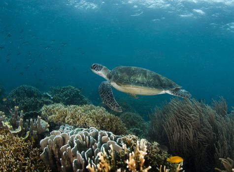 A Green Sea Turtle (Chelonia mydas) swims along a Philippine reef with the ripples from the ocean surface above