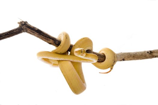 Amazon Tree Boa (Corallus hortulanus) hanging on a branch in yellow, or banana, phase.  Isolated on a white background