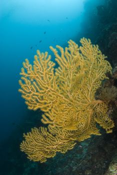A yellow sea fan in the current on the side of an underwater wall in the South China Sea off of Cebu, Philippines