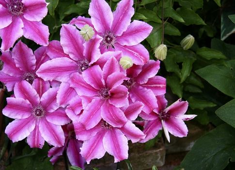 bunch of clematis clustered together on a climbing plant