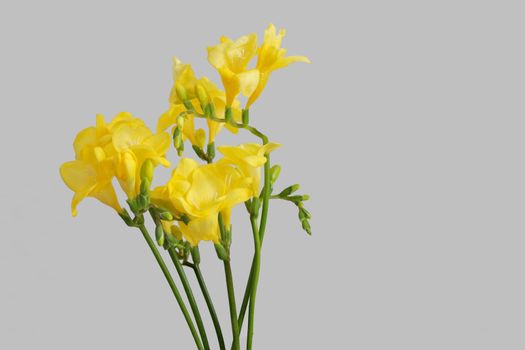 a bunch of yellow freesia on a light background