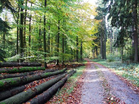 Holzlager am Waldweg
