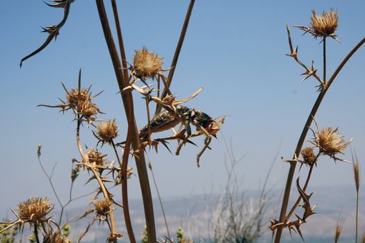 Grasshopper sitting on a branch in the summer