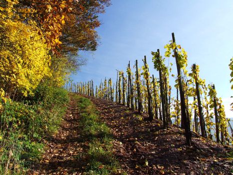 Weg oberhalb eines Weinberges
