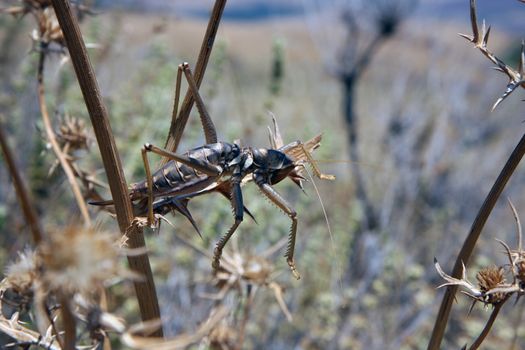 Grasshopper sitting on a branch in summer