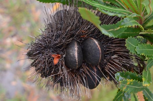 Seed capsules of a Banksia Integrifolia tree. Those familiar with May Gibb's children's book "Snugglepot and Cuddlepie" will know of the "big, bad, banksia men".