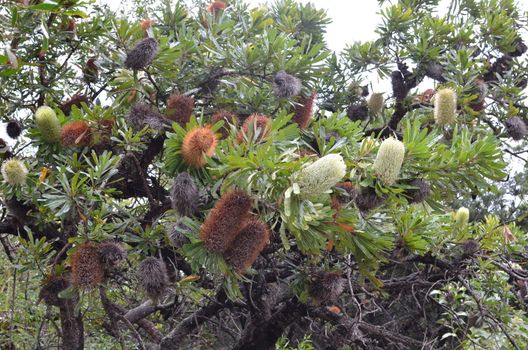 Commonly called Beach Banksia or Coast Banksia, the Banksia Integrifolia is endemic to Australia's east coast. This magnificent specimen was photographed on Queensland's Sunshine Coast. The new flower heads of pale lemon change colour to honey/golden and then brown as they get older.