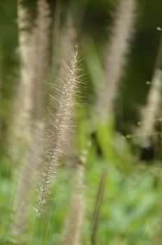 Beautiful and delicate seed heads on wild grass growing on the cliff face at Kangaroo Point in Brisbane, Queensland, Australia.