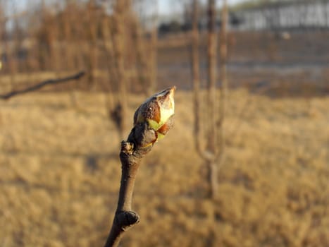 the plant is budding.