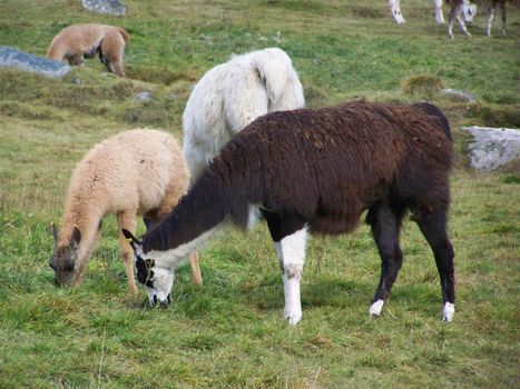 grazing