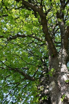 Tree in springtime with lots of green leaves