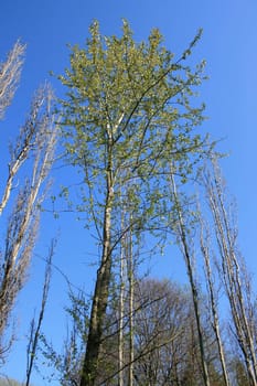 Tall trees against blue sky