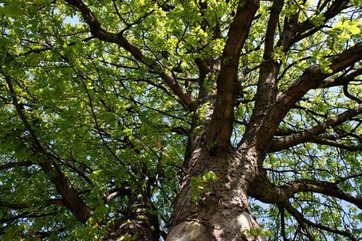 Tree with lots and lots of leaves